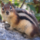 A chipmunk near Lake Louise